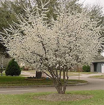 Prunus mexicana - Mexican Plum